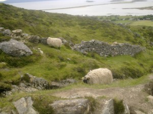 Sheep on Croagh Patrick, County Mayo.